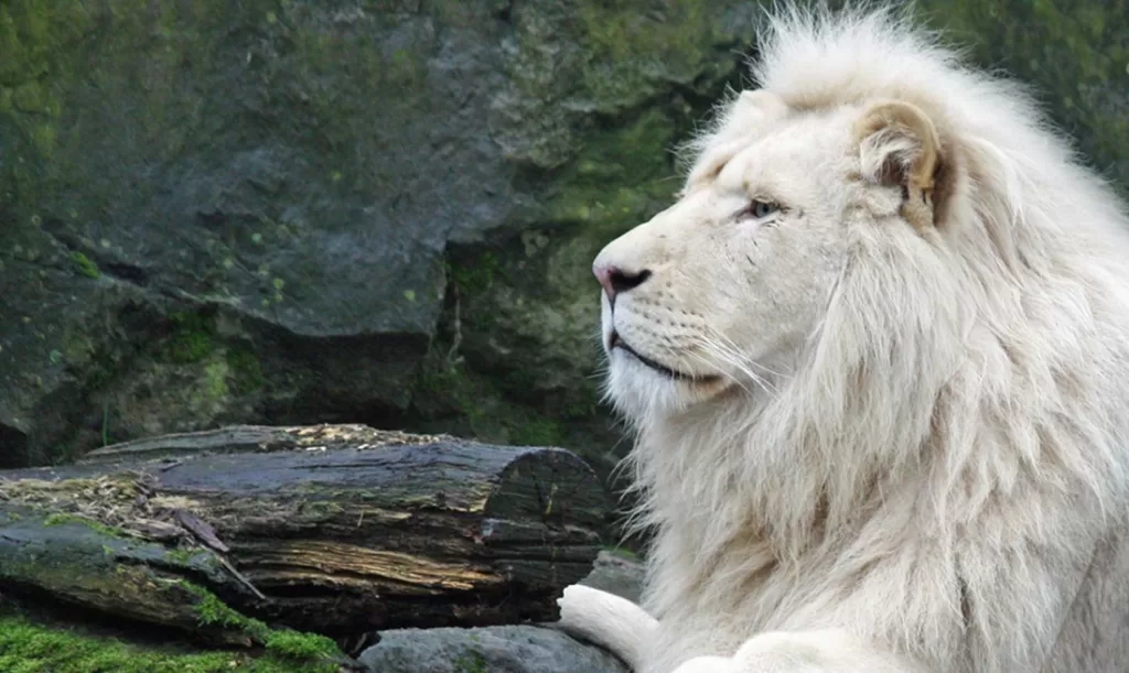 león blanco extinción