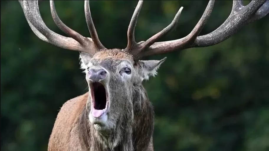 Enfermedad del ciervo zombie