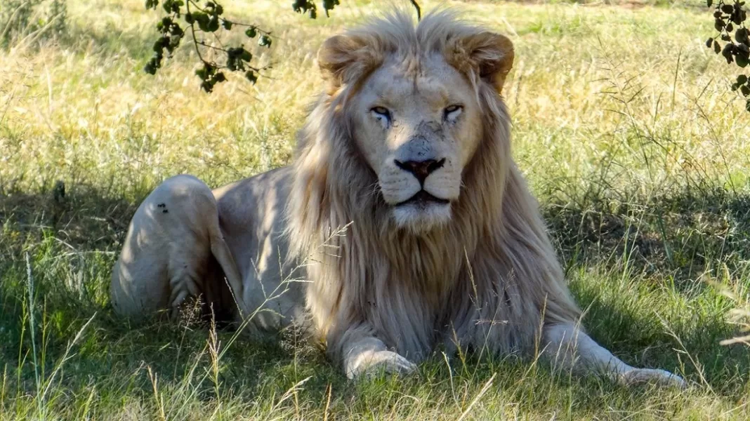 león blanco extinción