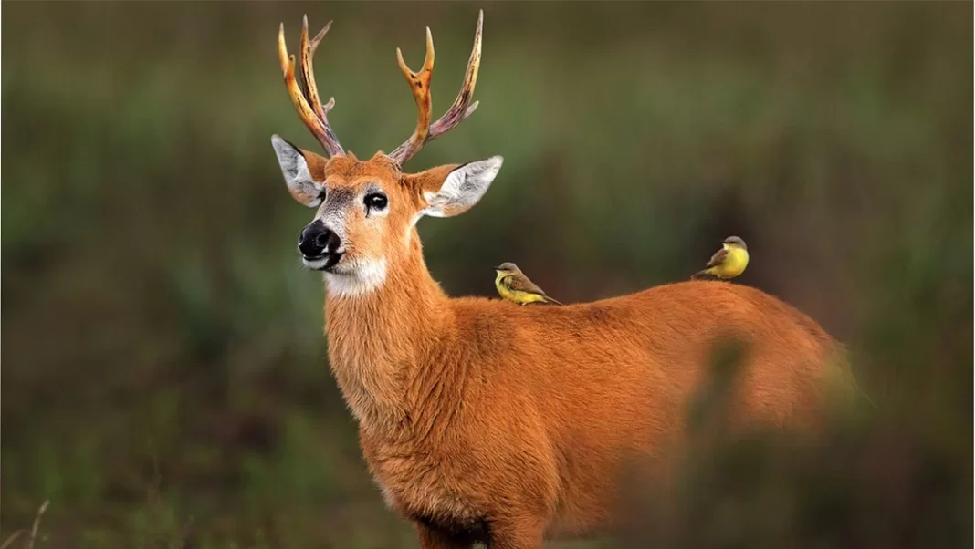 caza furtiva Lomas Este