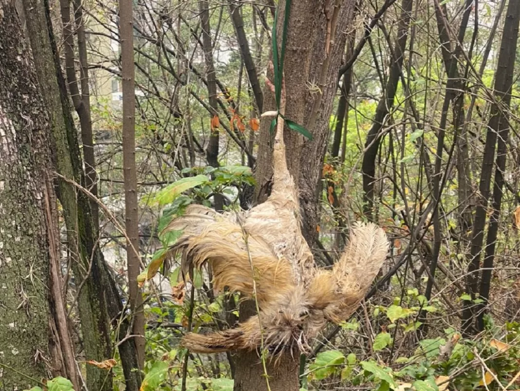 animales mutilados El Marqués