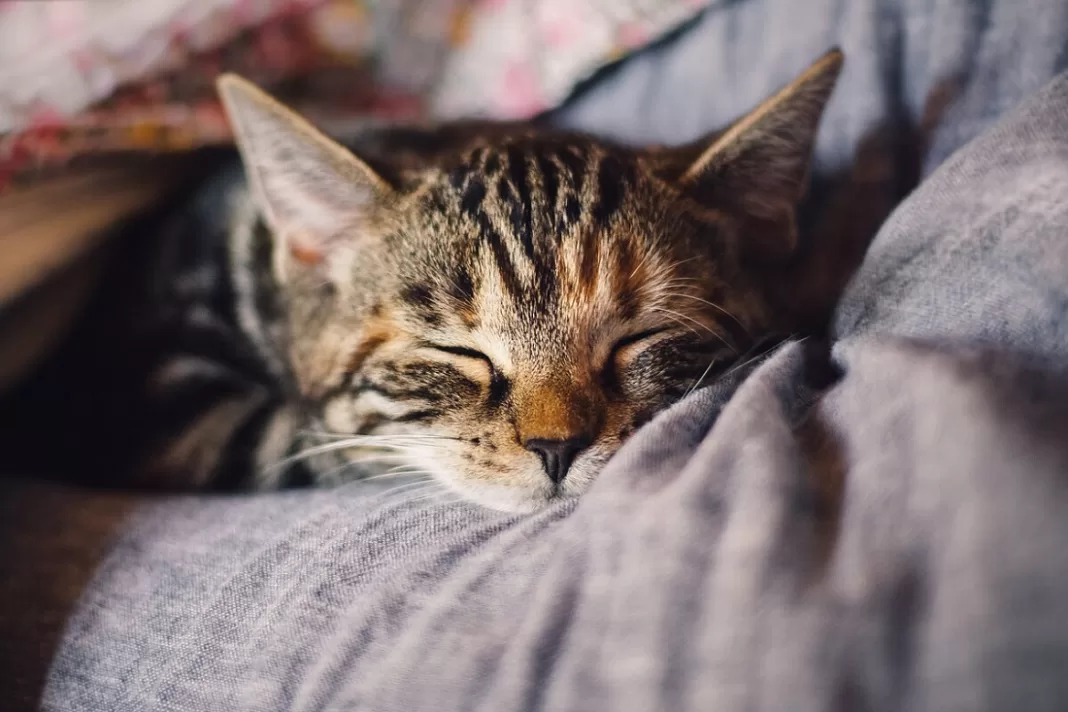 Asesinan gatos Barquisimeto Asesinan gatos Barquisimeto