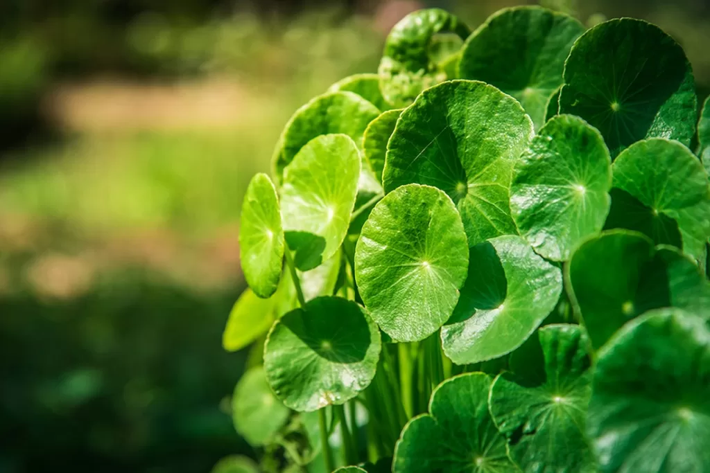 centella asiática
