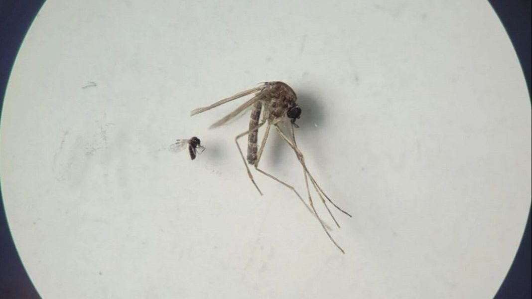 síntomas virus oropouche