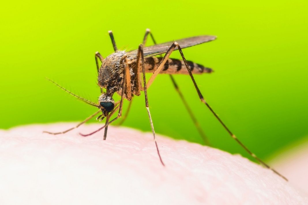 prevenir dengue Carabobo