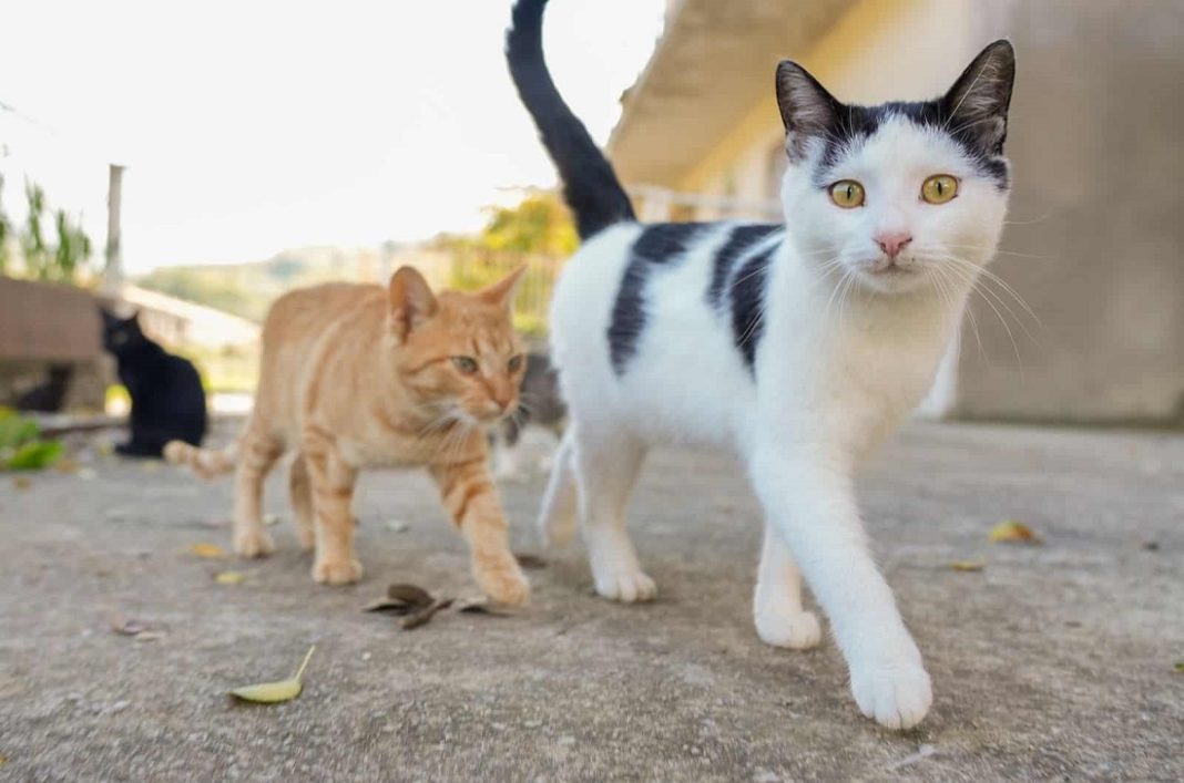 gatos matanza gatos Mercado Libre Maracay
