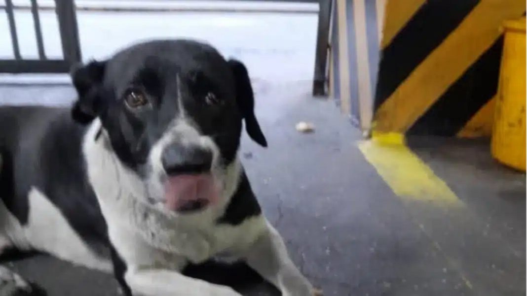 asesinar perrito Venezuela