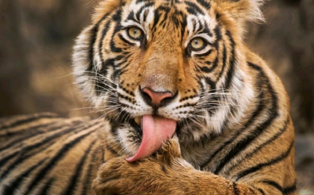 Ataque tigre Monagas