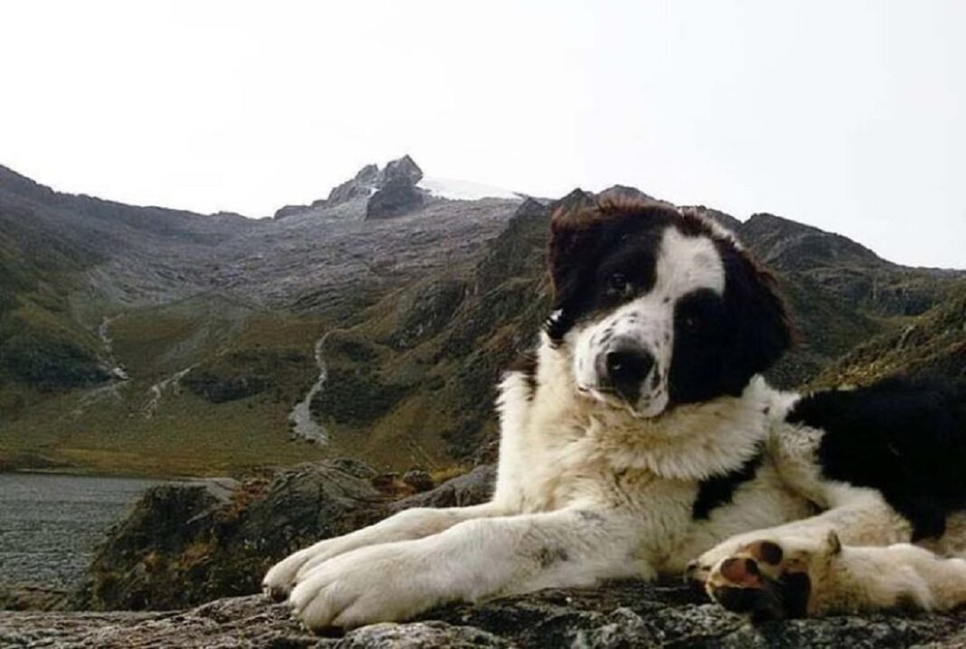 perro Mucuchíes