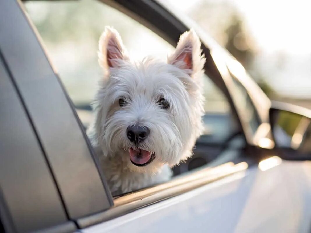 Perrito carro