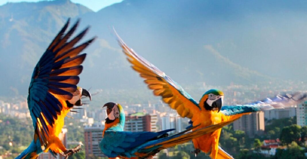 muertes guacamayas Baruta
