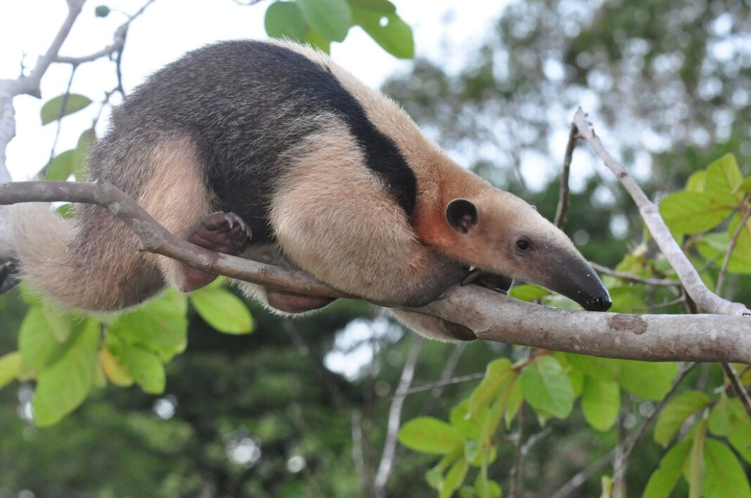 Osa melera Waraira Repano