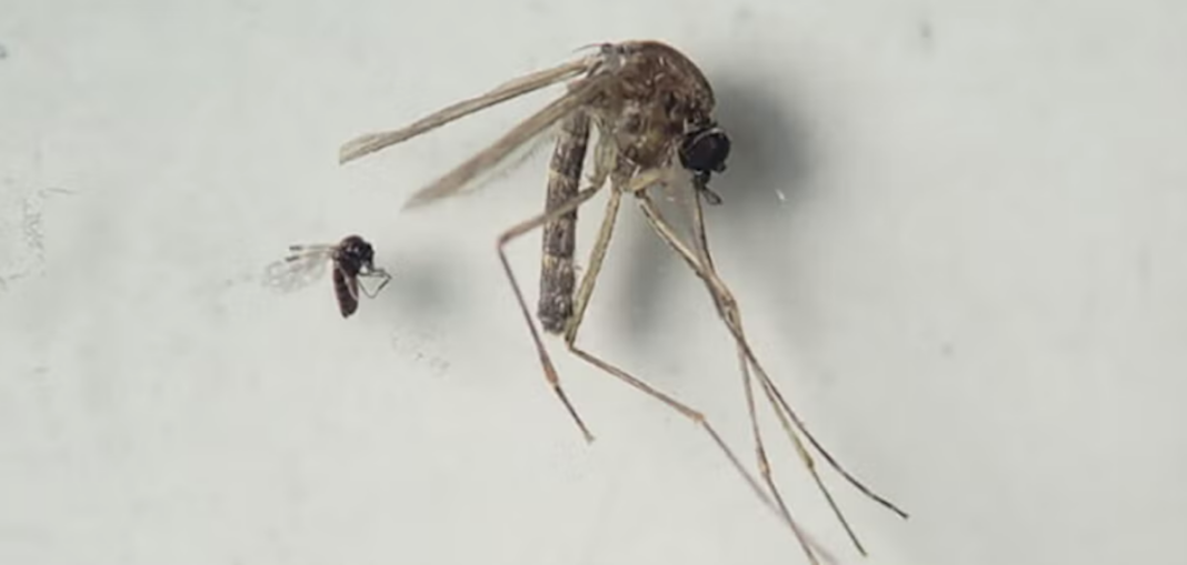 virus oropouche venezuela