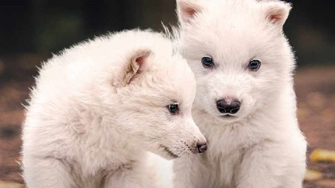 lobos gigantes