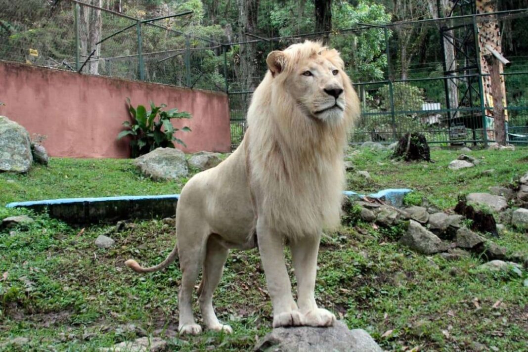 vigilante león Chorros Milla