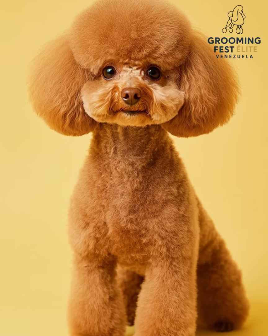 Primer Grooming Fest Venezuela