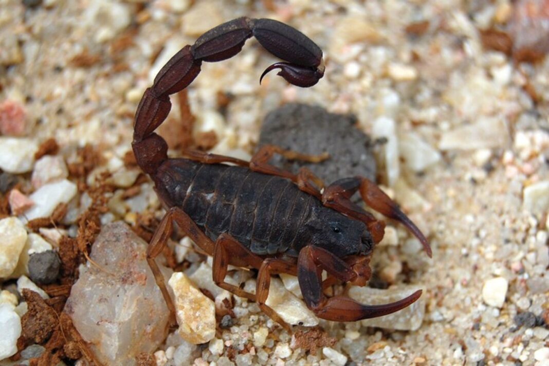 Picadura de escorpión