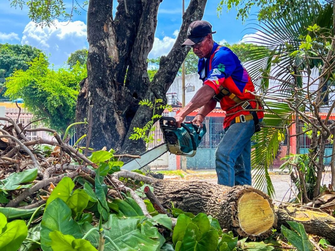 Plan Preventivo de Poda en Naguanagua